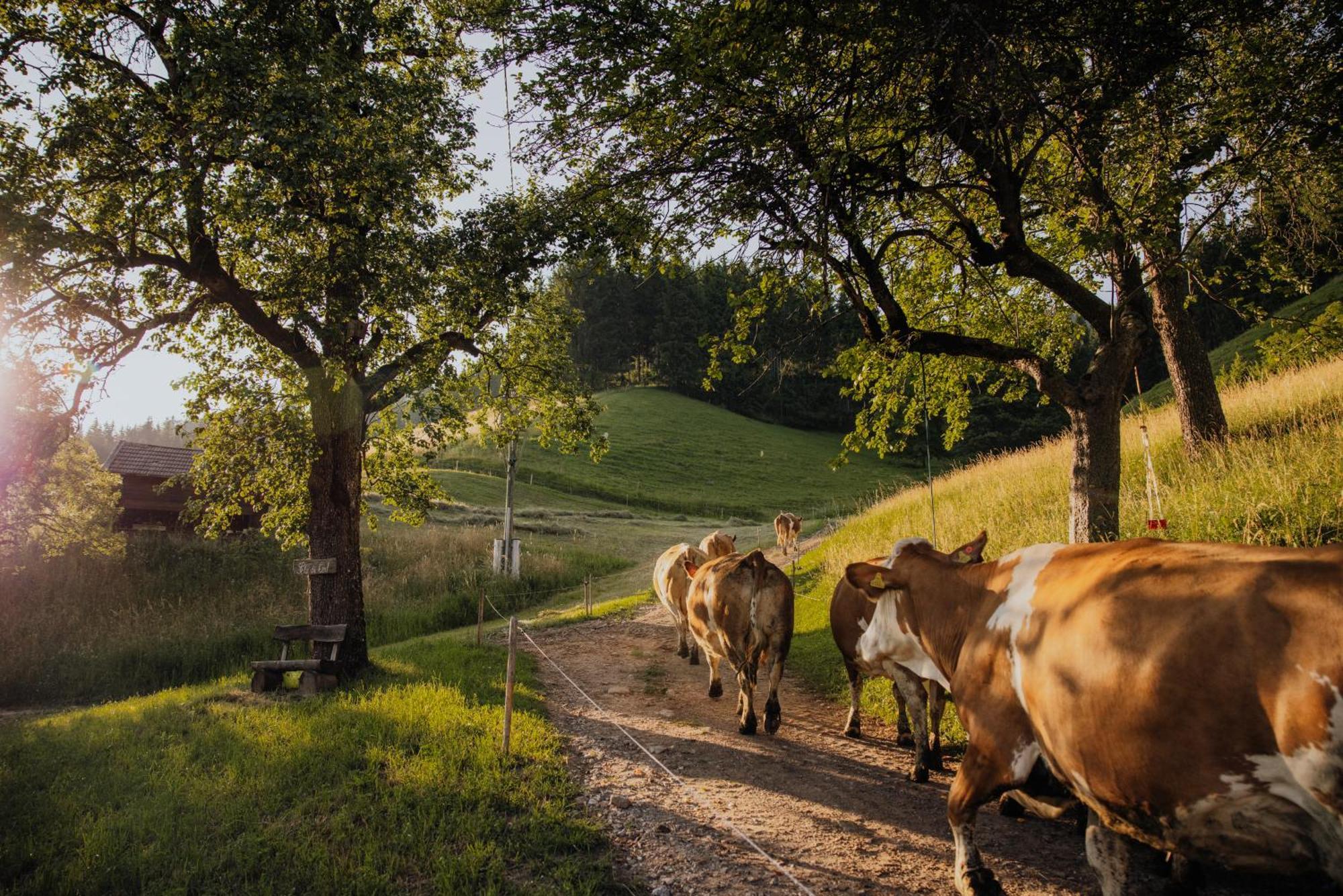 Bio-Bergbauernhof Weger Lägenhet Dellach  Exteriör bild